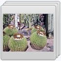 Desert Botanical Garden    Right-Click and select (Open Link in New Window) then click on the Photo Album...