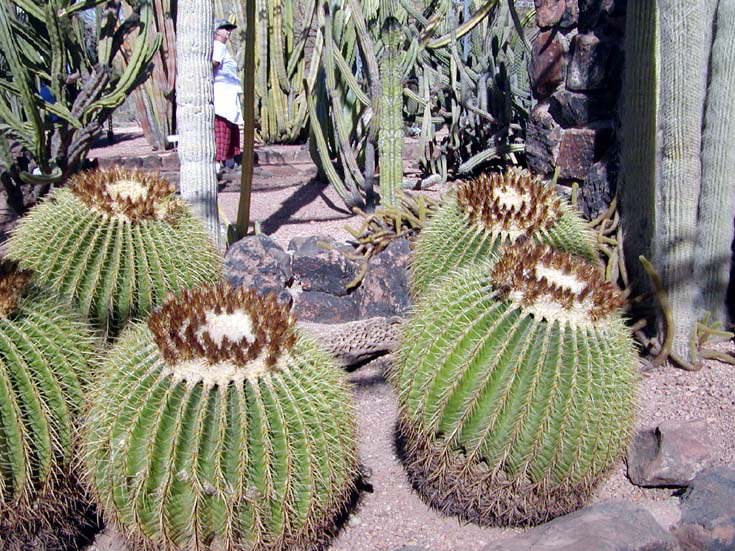 Large Barrel Cactus
