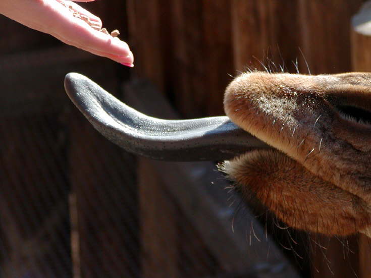 Feeding a Giraffe - note, purple tongue