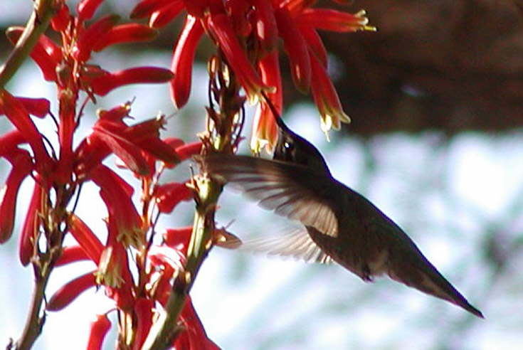 Hummingbird having lunch