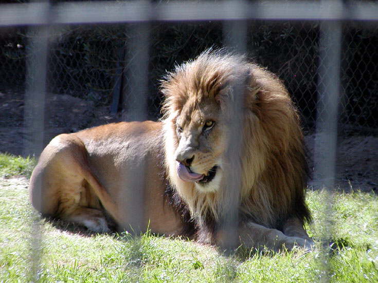 Lion