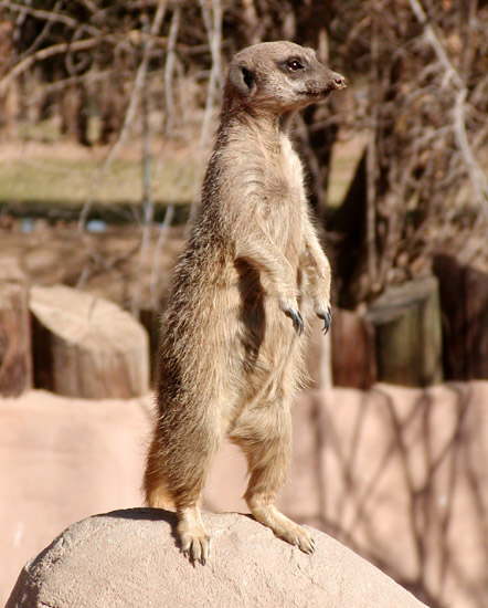 Meerkat