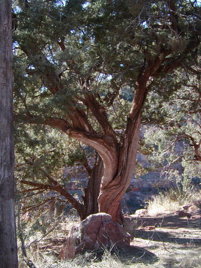 Gnarled tree in Oak Creek Canyon