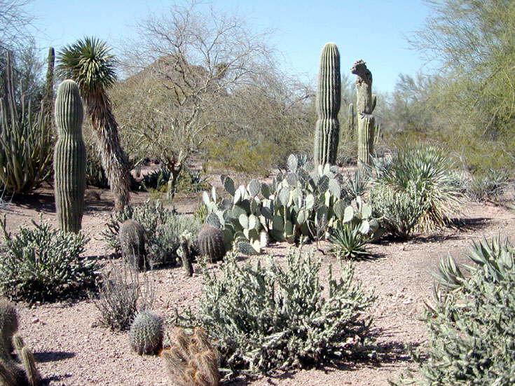 Cacti assortment