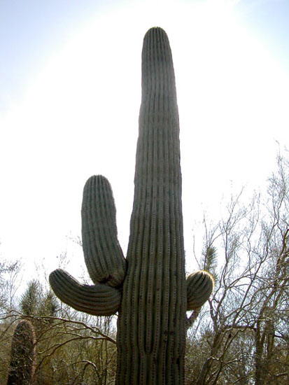 Saguaro Cactus