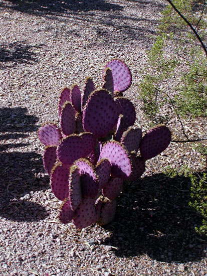 Purple Prickly Pear Cactus