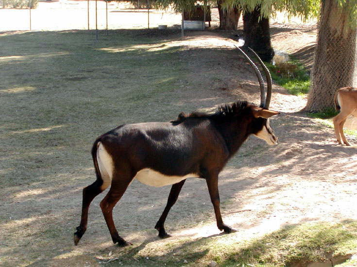 Sable Antelope