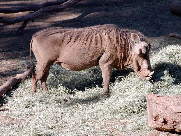 Warthog