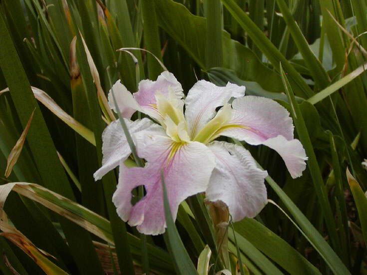 Iris in bloom
