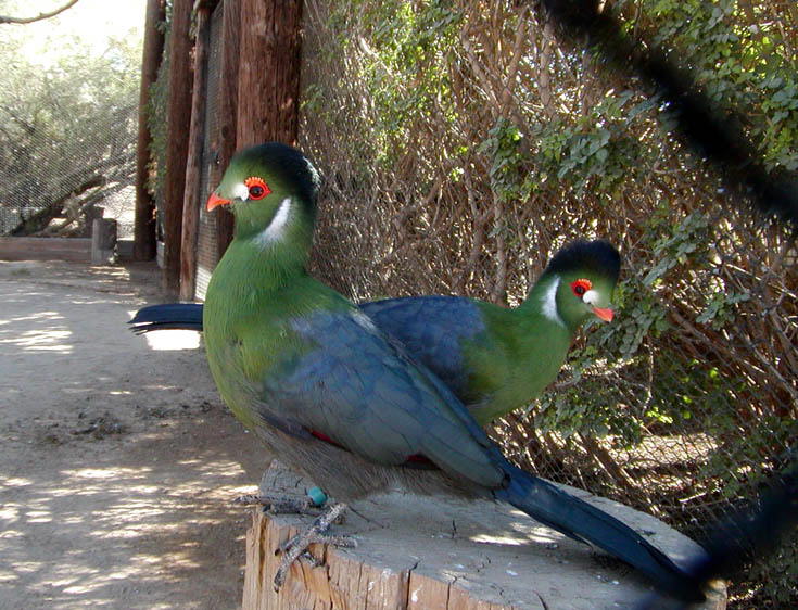 Turaco