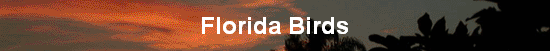 Florida Birds