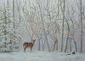 Deer_in_Woods