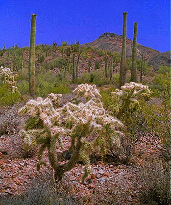 Cactus - AZ